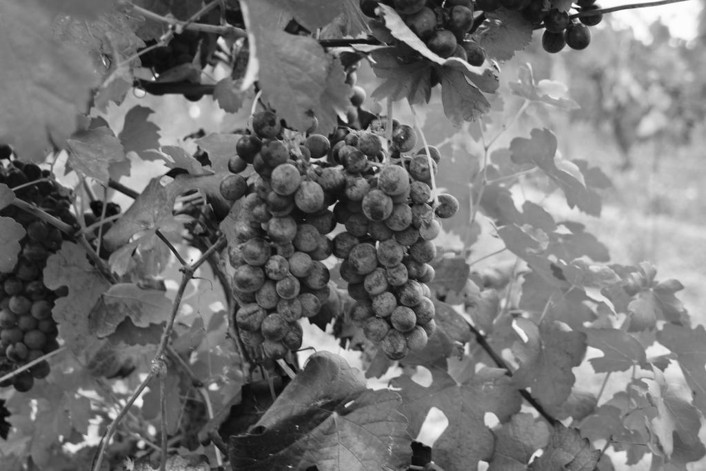 Azienda Agricola Garoglio Davide Alfiano Natta Luaran gambar