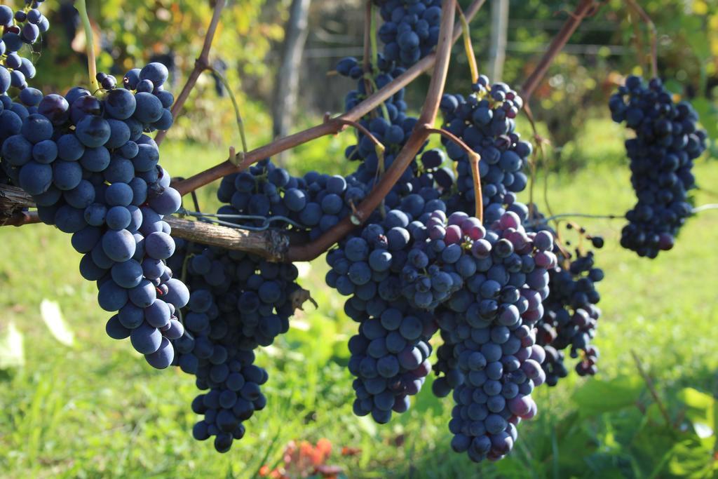 Azienda Agricola Garoglio Davide Alfiano Natta Luaran gambar
