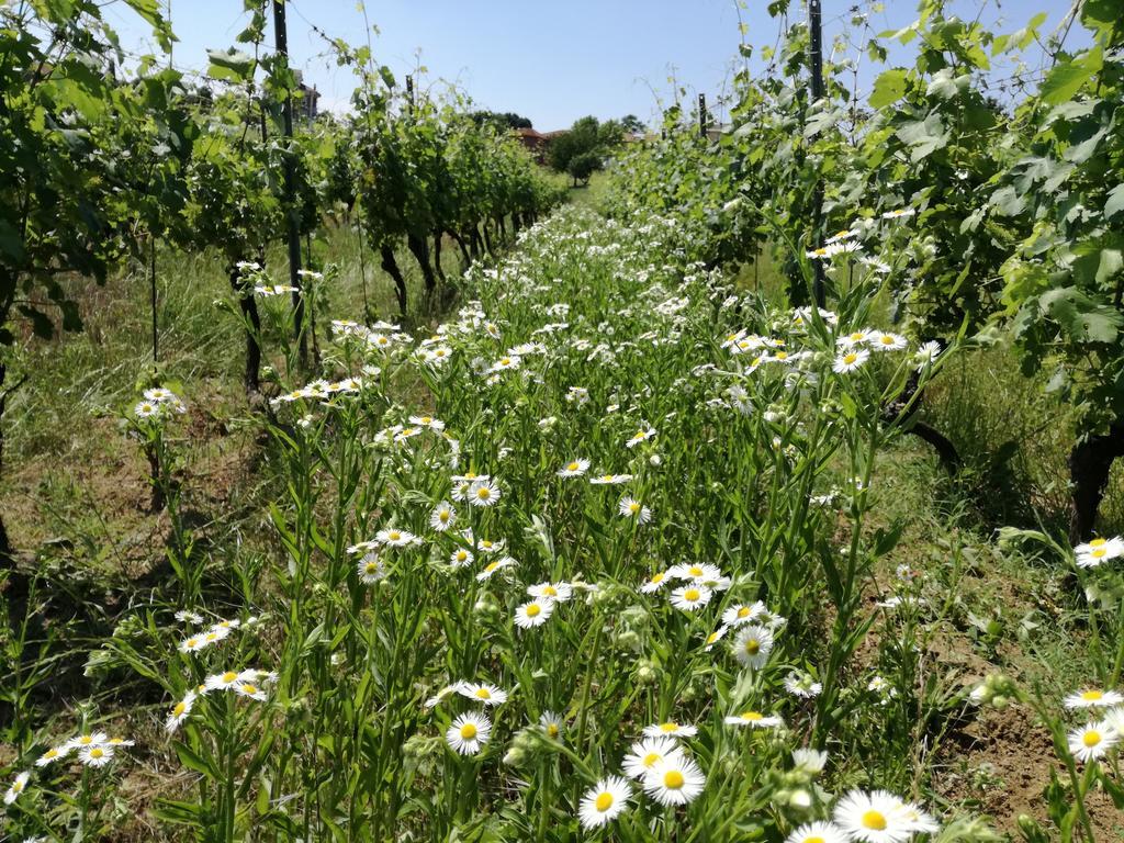 Azienda Agricola Garoglio Davide Alfiano Natta Luaran gambar