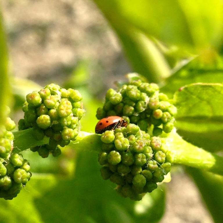 Azienda Agricola Garoglio Davide Alfiano Natta Luaran gambar
