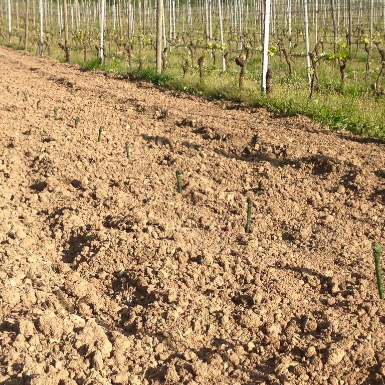 Azienda Agricola Garoglio Davide Alfiano Natta Luaran gambar